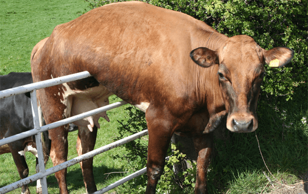 Cow on a Fence