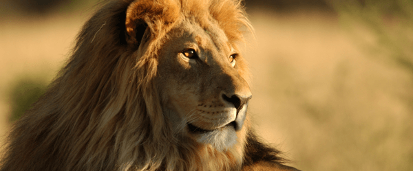 Social Media Influencer